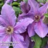 Clematis ‘Tumaini' (Evigsy151) -Garden Glory Sales CLEM TUMAINI S49871
