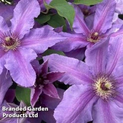 Clematis ‘Tumaini' (Evigsy151) 11 Clematis ‘Tumaini' (Evigsy151) -Garden Glory Sales CLEM TUMAINI S49872