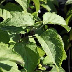 Clerodendrum Trichotomum -Garden Glory Sales CLER T73834 A h