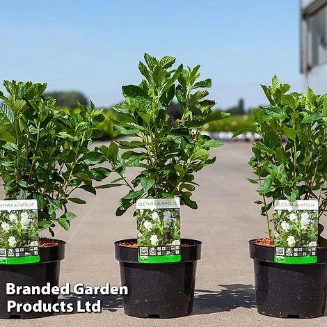 Clethra Alnifolia 'Vanilla Spice' 3 Clethra Alnifolia 'Vanilla Spice'