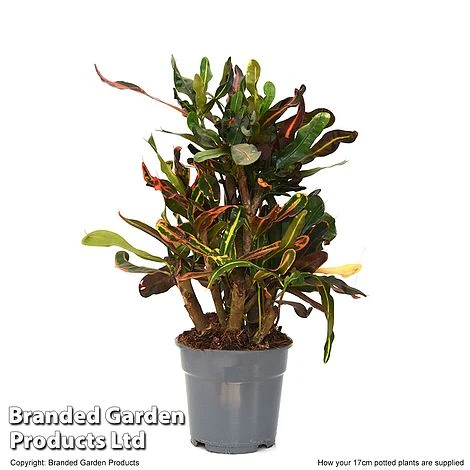 Codiaeum Variegatum 'Mammi' 8 Codiaeum Variegatum 'Mammi' - Image 6