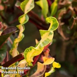 Codiaeum Variegatum 'Mammi' 12 Codiaeum Variegatum 'Mammi' -Garden Glory Sales CODI MAMMI KF1283 A