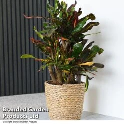 Codiaeum Variegatum 'Mammi'