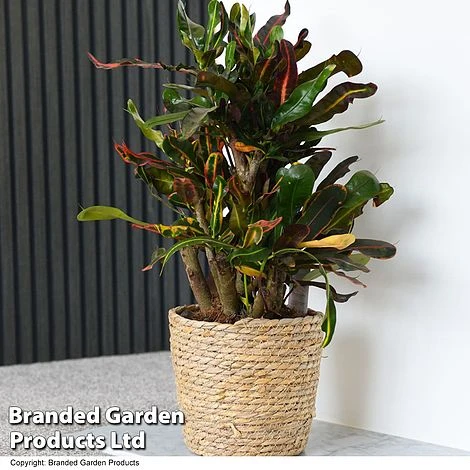 Codiaeum Variegatum 'Mammi' 3 Codiaeum Variegatum 'Mammi'