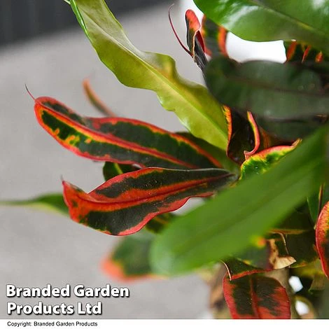 Codiaeum Variegatum 'Mammi' 4 Codiaeum Variegatum 'Mammi' - Image 2