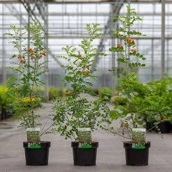 Colutea Media 'Copper Beauty' -Garden Glory Sales COLU COPPERBEA S45393 NOW