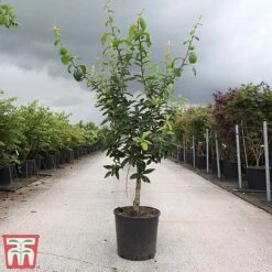 Common Medlar -Garden Glory Sales COMM TKA3274 A