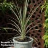 Cordyline Australis 'Lime Passion' -Garden Glory Sales CORD LIMEPASSI S51039