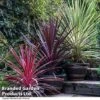 Cordyline Trio -Garden Glory Sales CORD TRIO T43190