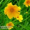 Coreopsis Grandiflora Mayfield Giant -Garden Glory Sales CORE KA4958 A