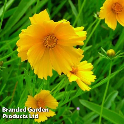 Coreopsis Grandiflora Mayfield Giant 3 Coreopsis Grandiflora Mayfield Giant