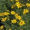 Coreopsis Verticillata 'Zagreb' -Garden Glory Sales CORE T58071 A h