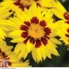 Coreopsis 'Sunkiss' -Garden Glory Sales CORE T72100 A h