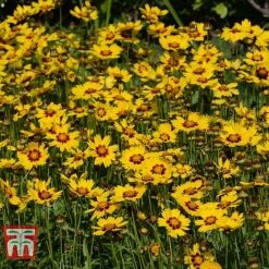 Coreopsis 'Sunkiss' -Garden Glory Sales CORE T72100 B