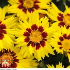 Coreopsis 'Sunkiss' -Garden Glory Sales CORE T72100 C