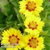 Coreopsis 'Baby Gold' -Garden Glory Sales CORE BABYGOLD S03435