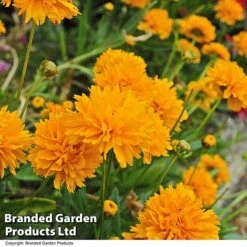 Best Value Perennial Collection -Garden Glory Sales CORE GOLDENJOY T43320202