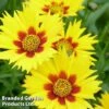 Coreopsis Grandiflora 'Heliot' -Garden Glory Sales CORE HELLIOT1