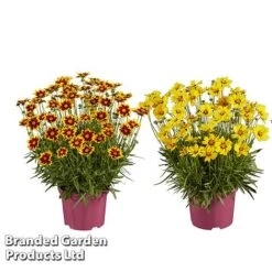 Coreopsis 'Solar Collection' -Garden Glory Sales CORE SOLARSERI S39582