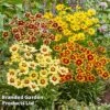 Coreopsis 'Solar Collection' -Garden Glory Sales CORE SOLARSERI S39583