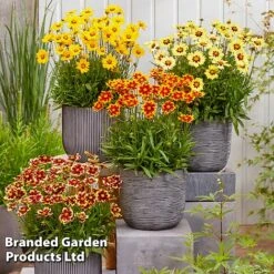 Coreopsis 'Solar Collection' -Garden Glory Sales CORE SOLARSERI S39585