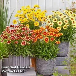 Coreopsis 'Solar Collection' -Garden Glory Sales CORE SOLARSERI S39586