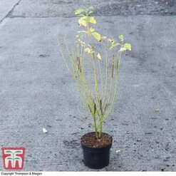 Cornus Sericea 'Bud's Yellow' -Garden Glory Sales CORN 66174 A