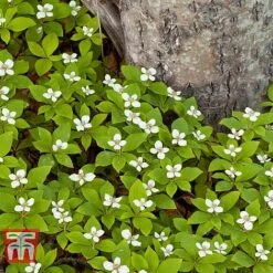 Cornus Canadensis 10 Cornus Canadensis -Garden Glory Sales CORN T57945 B1