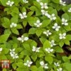 Cornus Canadensis -Garden Glory Sales CORN T57945 C