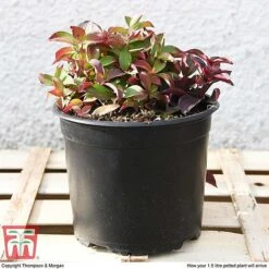 Cornus Canadensis 11 Cornus Canadensis -Garden Glory Sales CORN T57945 e1