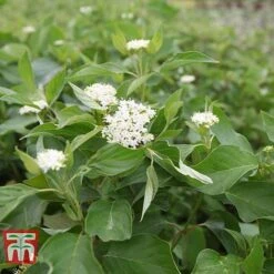 Cornus Sericea 'Bud's Yellow' -Garden Glory Sales CORN T66174 A