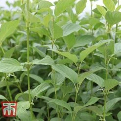 Cornus Sericea 'Bud's Yellow' -Garden Glory Sales CORN T66174 C