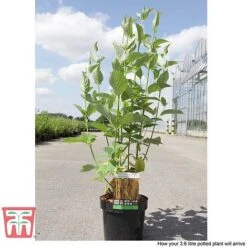 Cornus Sericea 'Bud's Yellow' -Garden Glory Sales CORN T66174 D