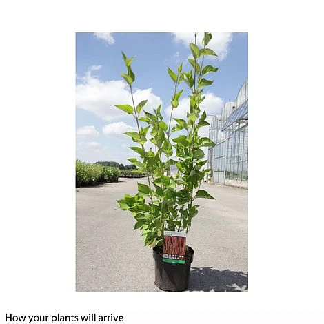 Cornus Sericea 'Cardinal' 4 Cornus Sericea 'Cardinal' - Image 2