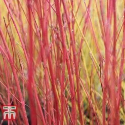 Cornus Sericea 'Cardinal' 10 Cornus Sericea 'Cardinal' -Garden Glory Sales CORN T66175 C