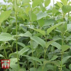 Cornus Sericea 'Cardinal' 11 Cornus Sericea 'Cardinal' -Garden Glory Sales CORN T66175 D
