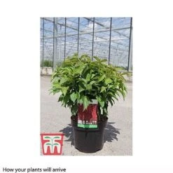 Cornus Sericea 'Kelseyi' -Garden Glory Sales CORN T66179 A