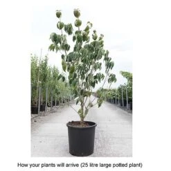 Cornus Kousa 'Teutonia' -Garden Glory Sales CORN T68314 B h