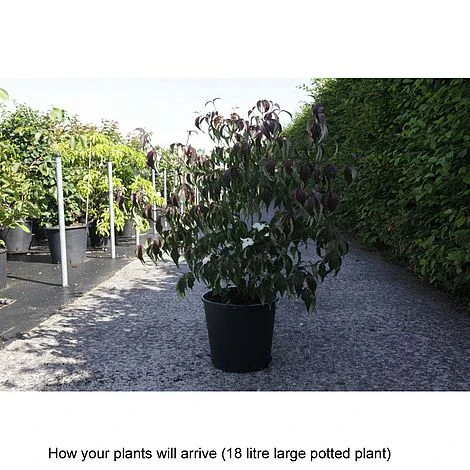 Cornus Kousa Var. Chinensis 'Wieting's Select' 4 Cornus Kousa Var. Chinensis 'Wieting's Select' - Image 2