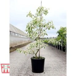 Cornus Controversa 'Variegata' -Garden Glory Sales CORN TKA3090 A