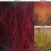 Cornus Winter Stems Collection -Garden Glory Sales CORN TKA7201 A