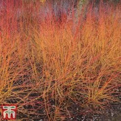 Cornus Winter Stems Collection -Garden Glory Sales CORN TKA7201 C