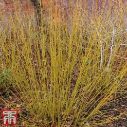 Cornus Winter Stems Collection -Garden Glory Sales CORN TKA7201 D