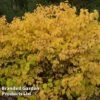 Cornus Sanguinea 'Magic Flame' -Garden Glory Sales CORN MAGICFLAM W44483