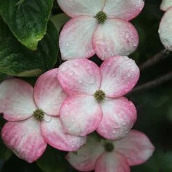 Cornus Kousa 'Satomi' -Garden Glory Sales CORN SATOMI S45364 NOW