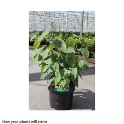 Corylopsis Spicata -Garden Glory Sales CORY T66180 B h