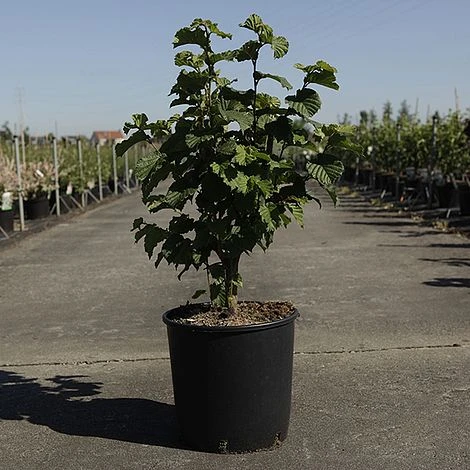 Corylus 'Merveille De Bollwiller' 4 Corylus 'Merveille De Bollwiller' - Image 2