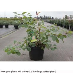 Cotinus Coggygria -Garden Glory Sales COTI T73880 B h