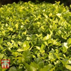 Cotoneaster Lucidus 9 Cotoneaster Lucidus -Garden Glory Sales COTO T66184 D