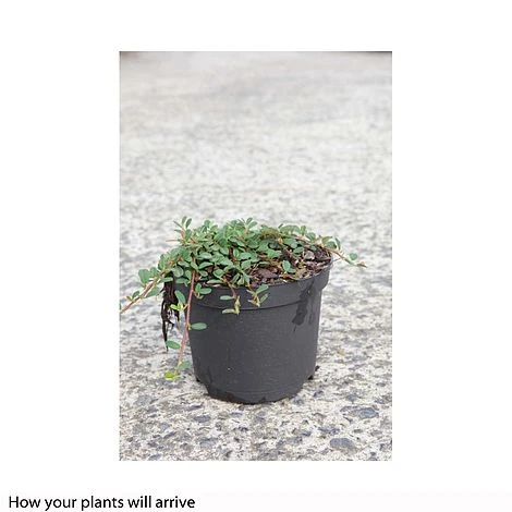 Cotoneaster Microphyllus 'Streibs Findling' 4 Cotoneaster Microphyllus 'Streibs Findling' - Image 2